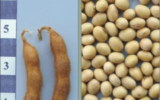 Соя в стручках и зерна на синем фоне с линейкой - Фея