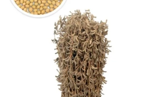 Срибна Рута