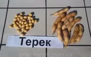 Терек
