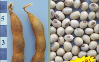 Два соевых стручка и зерно сои на фоне линейки - Версия