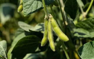Зеленые стручки сои на растении - Весточка
