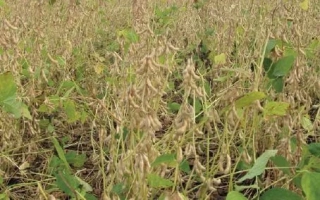 Полевая культура сои на стадии созревания - Видра