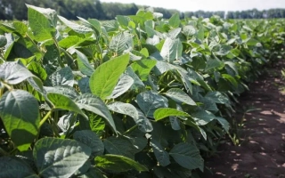 Златопильская