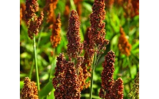 Сорго на поле, зрелые колоса - 319Х120