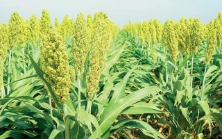 Поле сорго с высокими стеблями и метелками на фоне неба - 341X120