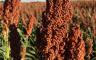 Поле сорго с крупным планом колоса на фоне голубого неба - 419Х124