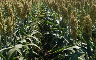 Поле сорго с высокими стеблями и колосками на фоне зеленого листа - АГГИЛ