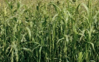 Болдинский