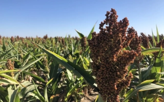 Ботаничний