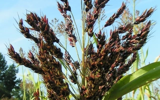 Сорго Гаолян 088А на поле