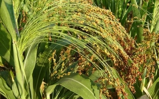 Сорго в поле, зрелые колоски на фоне зелёных листьев - Гаолян 4088А