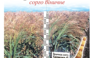 Пакет семян сорго Карликове 45 на фоне поля