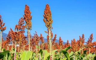 Поле сорго с красными метелками на фоне синего неба - Красень