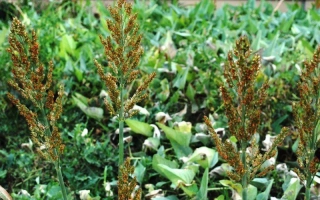 КУБАНСКОЕ КРАСНОЕ 1677