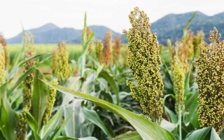 Новоолексиивский