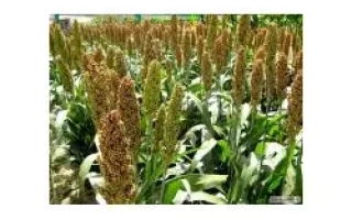 Одесский 205 / Одеський 205