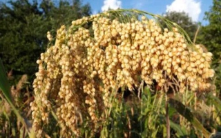 Одесское раннее