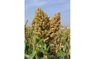 Сорго на поле под голубым небом - Ринкове