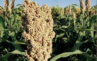 Семирамида