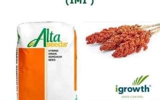 Сентинел Иг