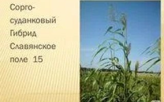 СЛАВЯНСКОЕ ПОЛЕ 15