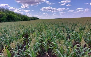 СЛАВЯНСКОЕ ПОЛЕ 18