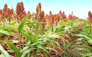 Степной 13 / Степовий 13