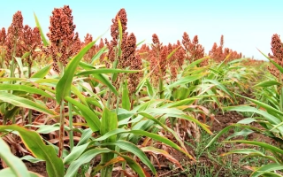 Степовий 8 F1