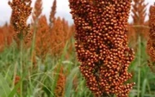 ВОЛГОГРАДСКОЕ 20