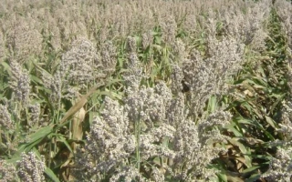 ЗЕРНОГРАДСКОЕ 88