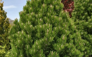 БЕЛЬКОВСКАЯ 137