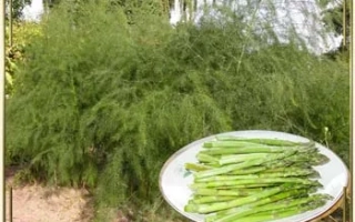Свежая спаржа на тарелке на фоне зелёных растений - Аржентельская