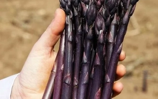 Рука держит свежие темно-фиолетовые стрелки спаржи на фоне земли. - ЭРАЗМУС