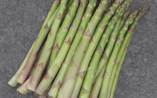 Свежая спаржа на сером фоне - КАНТИКУС