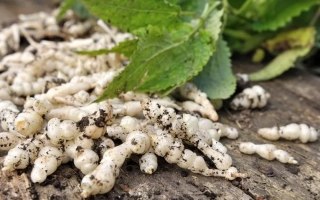 Свежие стахисы на деревянной поверхности с зелёными листьями - Бочонок