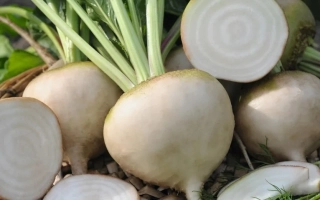 Свекольные корнеплоды с зелеными ботвами, один из них разрезан пополам, демонстрируя белую мякоть. - АВАЛАНЧ