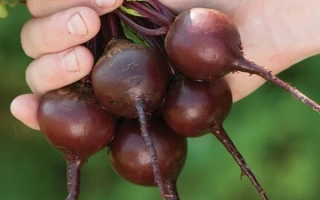 Рука держит пучок свекольных корнеплодов с зелеными листьями на фоне травы. - Бейбибит