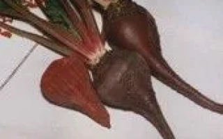 Свекольные корнеплоды сорта Багриний на белом фоне - БАГРЯНИЙ