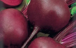 Пакет семян свеклы Барыня