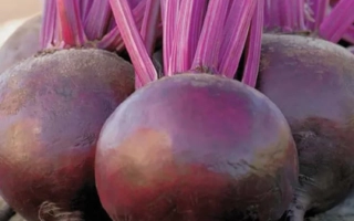 Свекольные корнеплоды Bettollo на деревянной поверхности - Беттоло