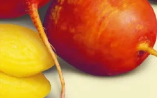 Пакет семян столовой свеклы БОЛДОР