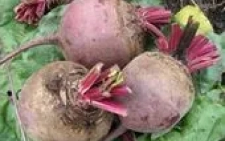 Свекольные корнеплоды сорта Бордо Харьковский на фоне зелени