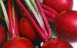 Пакет семян столовой свеклы Борщевец - БОРЩЕЦ