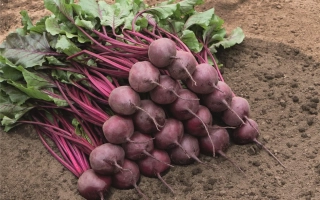 Свекольные корнеплоды сорта Бреско на земле