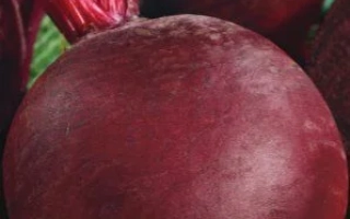 Свекла столовая Чёрная Вдова на зелёном фоне - ЧЕРНАЯ ВДОВА