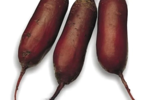 Три свеклы сорта Цилиндра на белом фоне