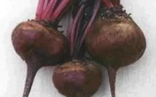 Свекольные корнеплоды с ботвой на белом фоне - Дий