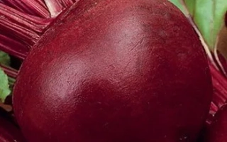 Крупный красный корнеплод свеклы сорта, подходящий для подземных посевов - ДЖИПСИ КВИН