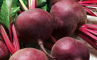 Свекольные корнеплоды сорта Ефиоп с зелеными ботвами