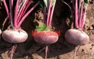 Три свекольные корнеплода с ботвой на земле, бренд МАНГОБЕТ - ЕГИПЕТСЬКИЙ ПЛОСКИЙ